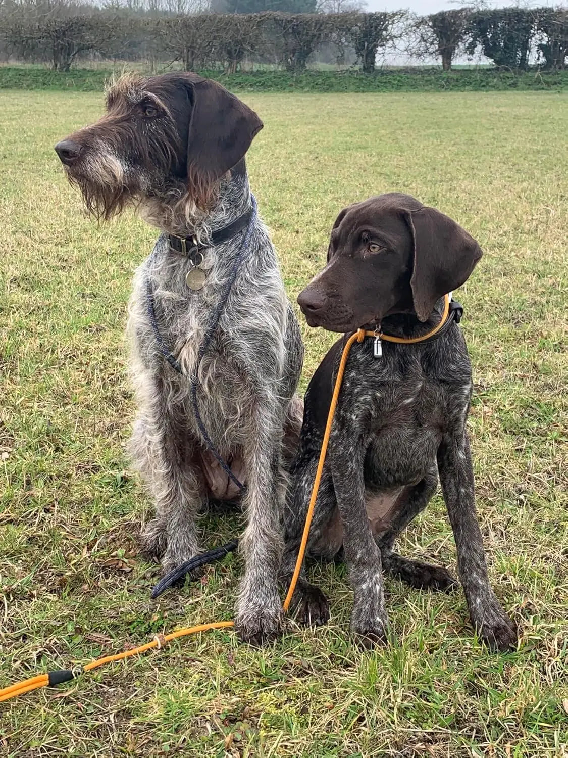 2-in-1 Slip Collar Dog Training Lead & Heavy Duty Durable Weatherproof Rope Leash, No Pull Training, Large Grey
