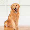 ABIYY-4G Dog Tracking Collar Locator Pet Dog Tracker Gps Locator with Google Map Real Time Tracking for Pets GPS Locator